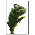 Chameleon - Simpel poster