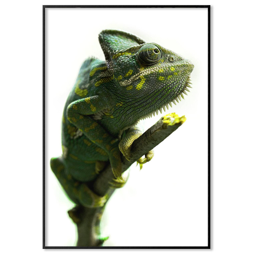 Chameleon - Simpel poster