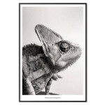Chameleon - Simpel poster