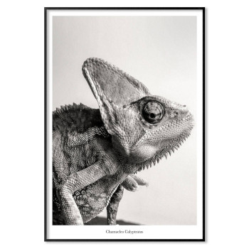 Kameleont - Svartvit djurtavla