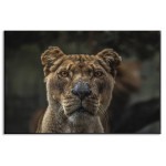 Beautiful lion portrait - Simple poster