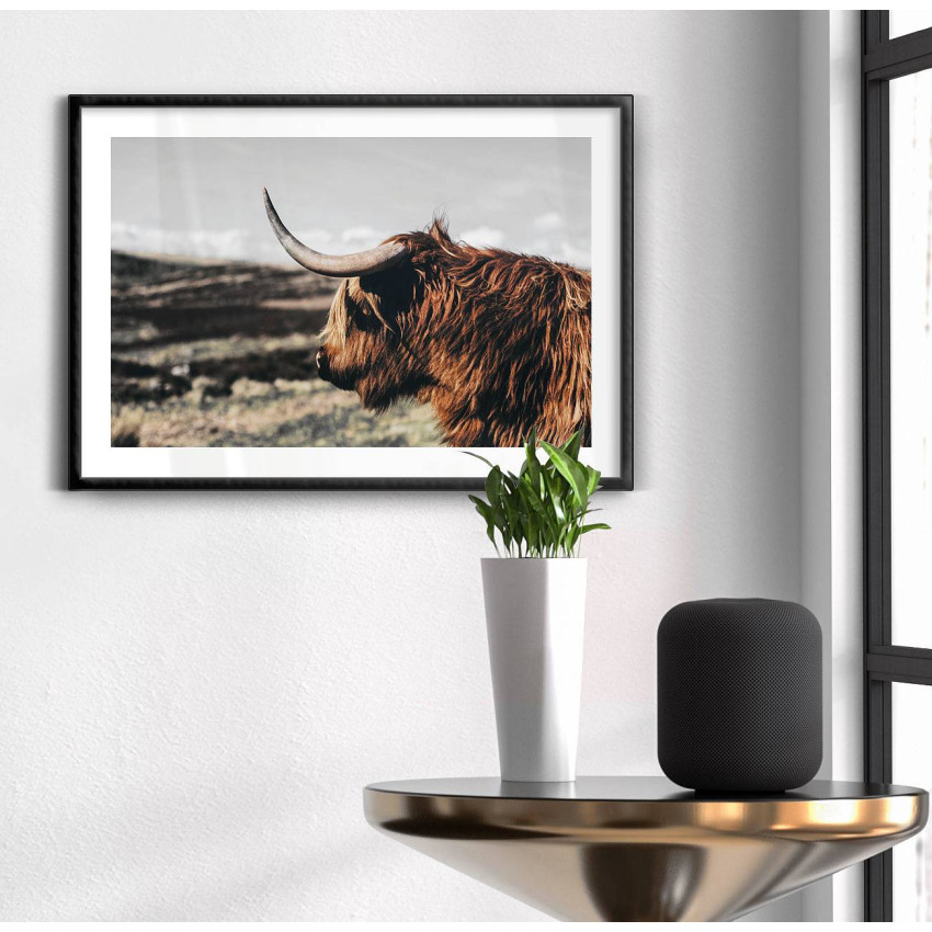 Buffalo Bison - Poster