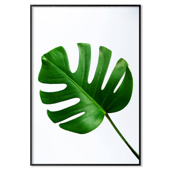 Monstera blad - Grön poster