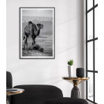 Camel - Black and white animal poster