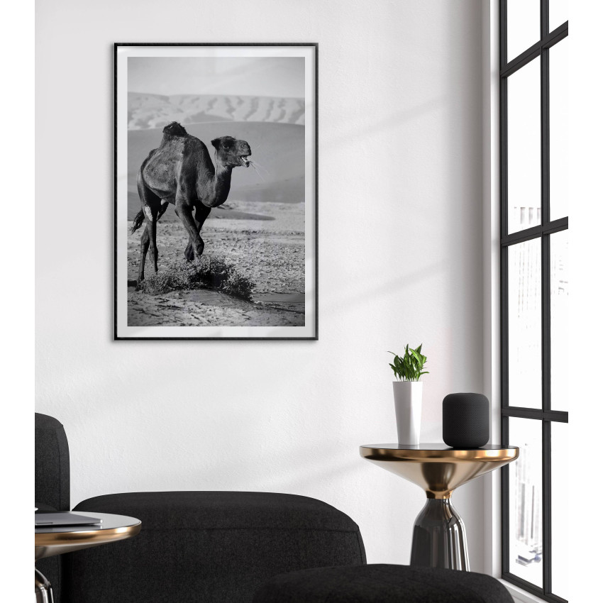 Camel - Black and white animal poster