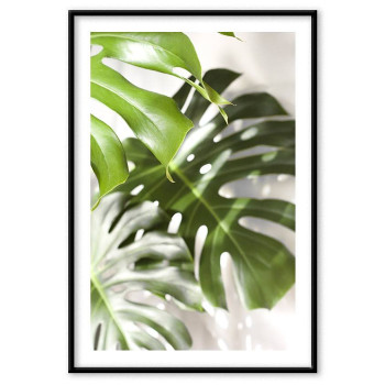 Monstera växt - Grön affisch