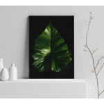 Caladium leaf - Simple botanical poster