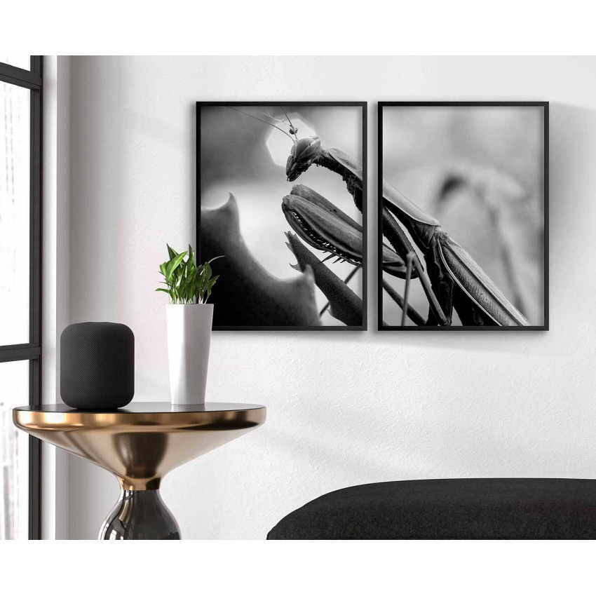 Bönsyrsa i närbild - Tvådelad svartvit tavla