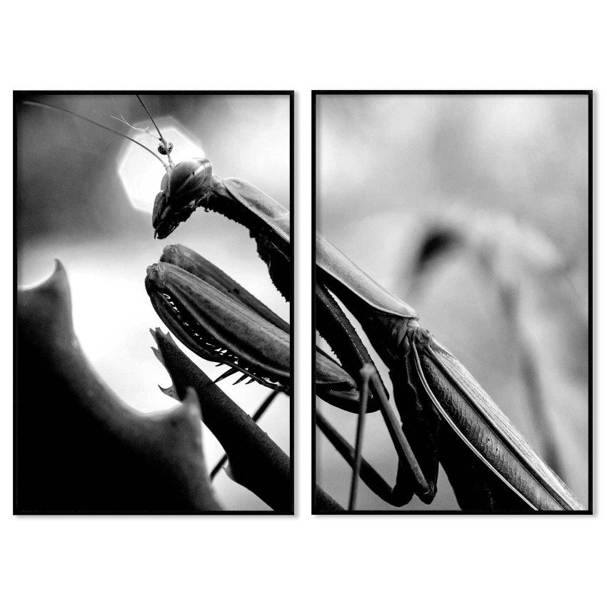 Bönsyrsa i närbild - Tvådelad svartvit tavla