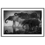 Elephant family - Black and white poster