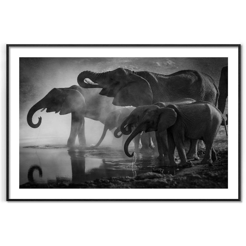 Elephant family - Black and white poster