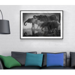 Elephant family - Black and white poster