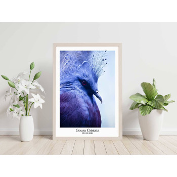 Blue crowned pigeon - Animals poster