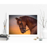 Horse profile - Animals poster
