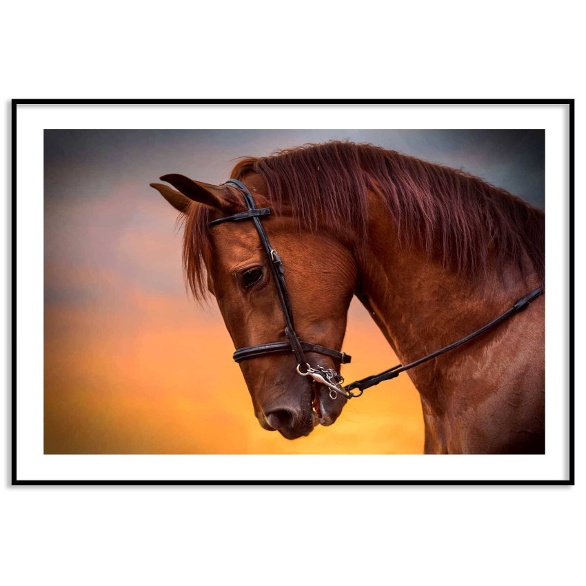 Horse profile - Animals poster