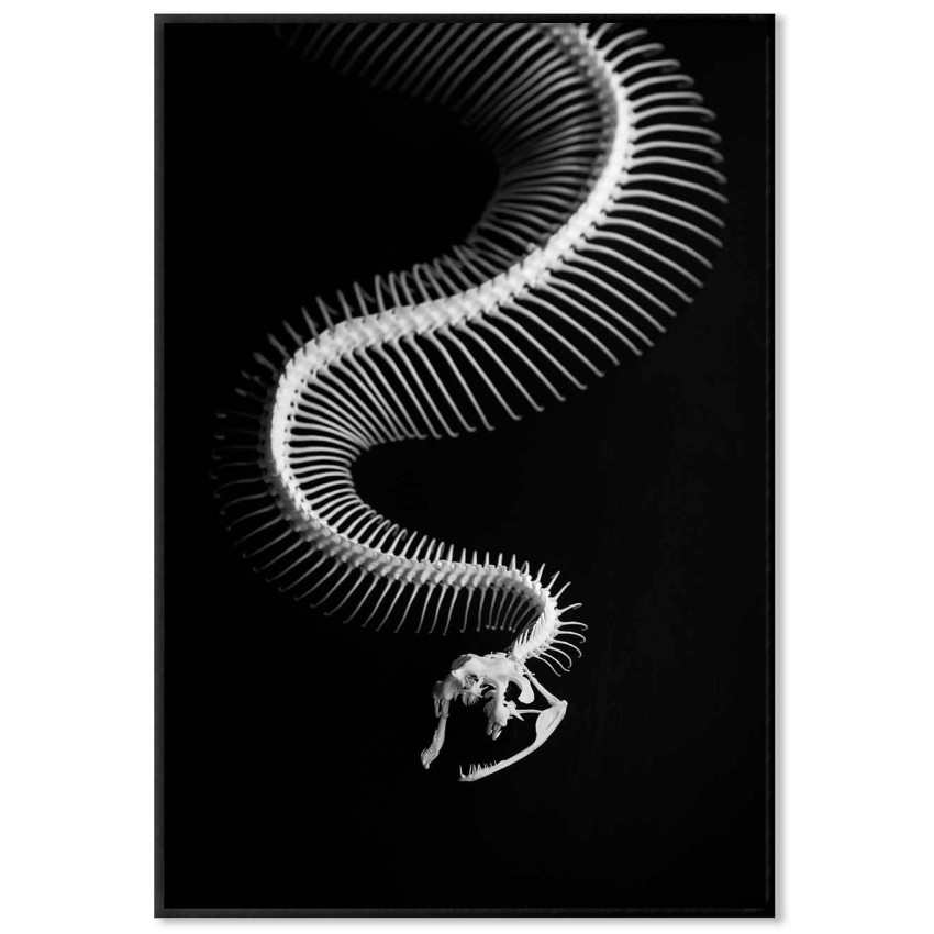 Snake to the bones - Svartvit tavla