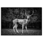 Rådjur porträtt - Svartvit djurtavla