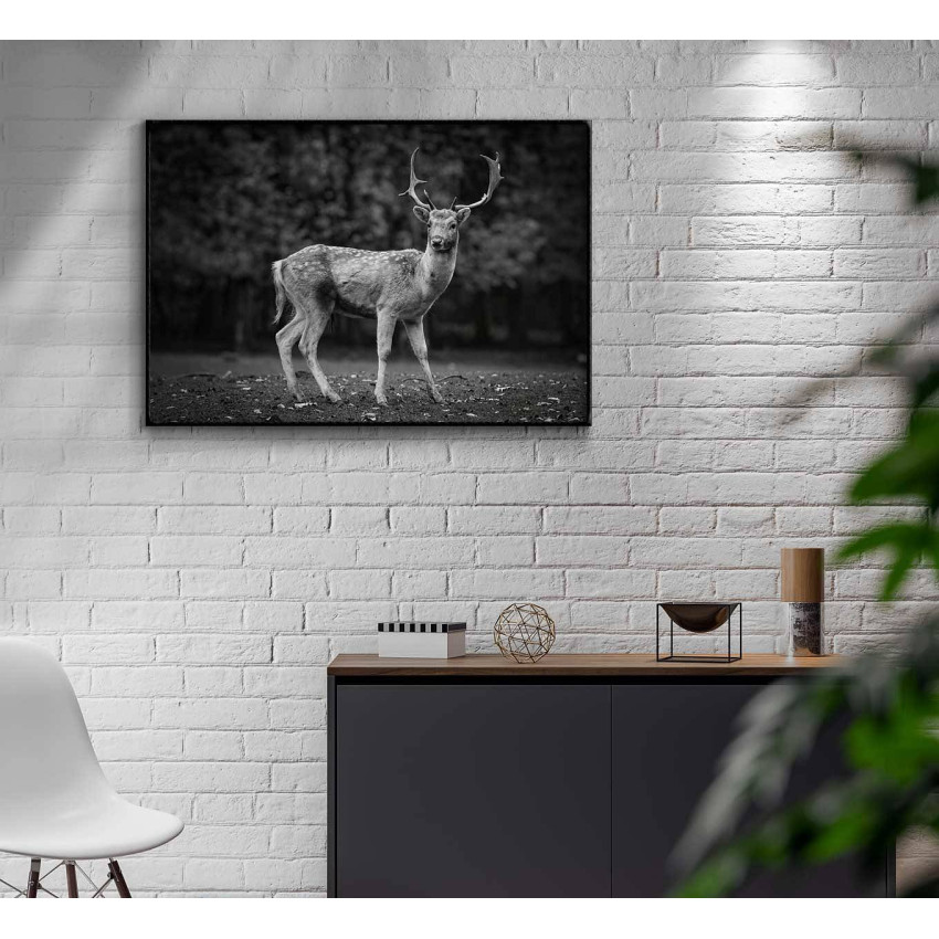 Rådjur porträtt - Svartvit djurtavla