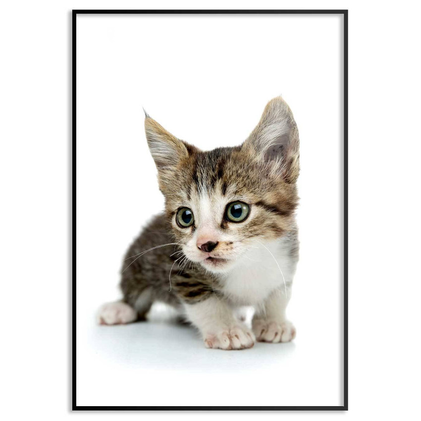 Cute kitten - Kids poster