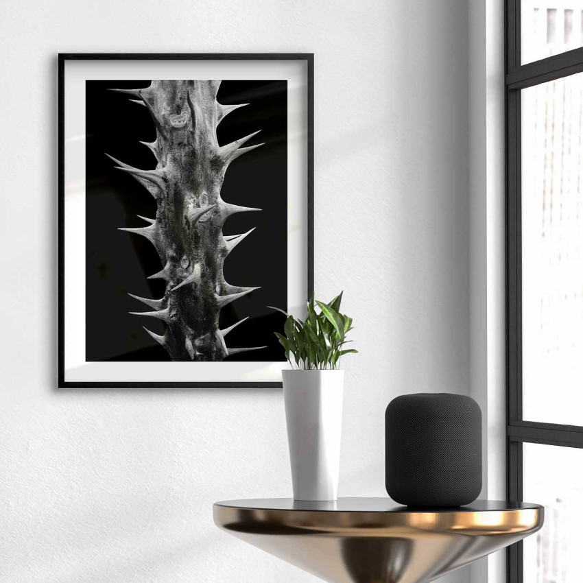 Taggig kaktus i mörker - Svartvit plansch