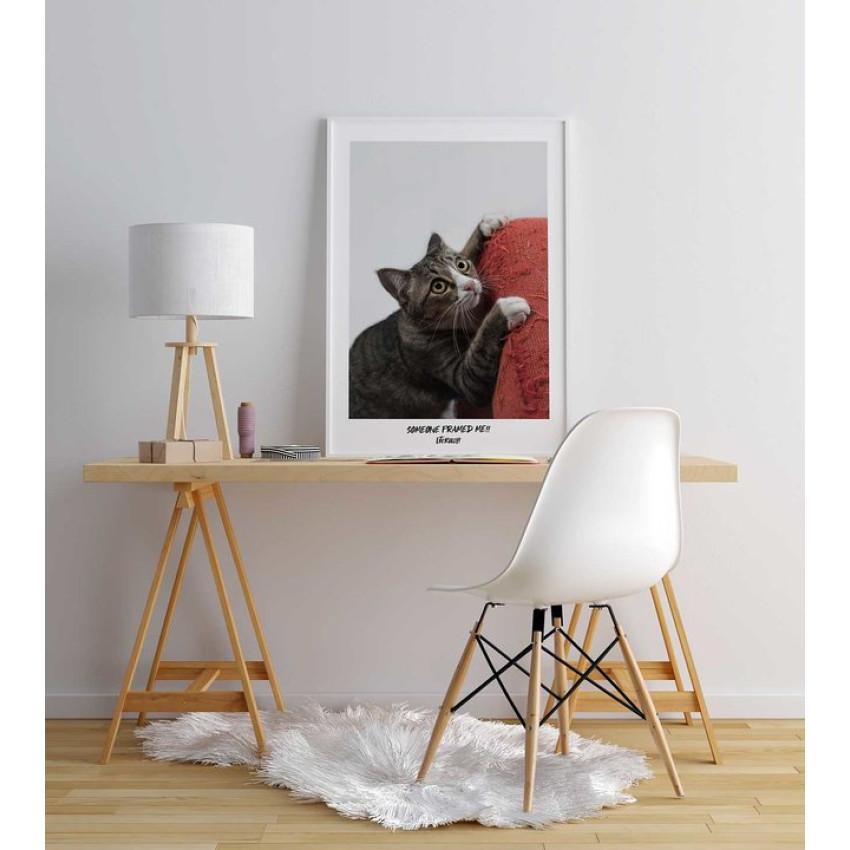 Framed cat - Söt & rolig djurposter