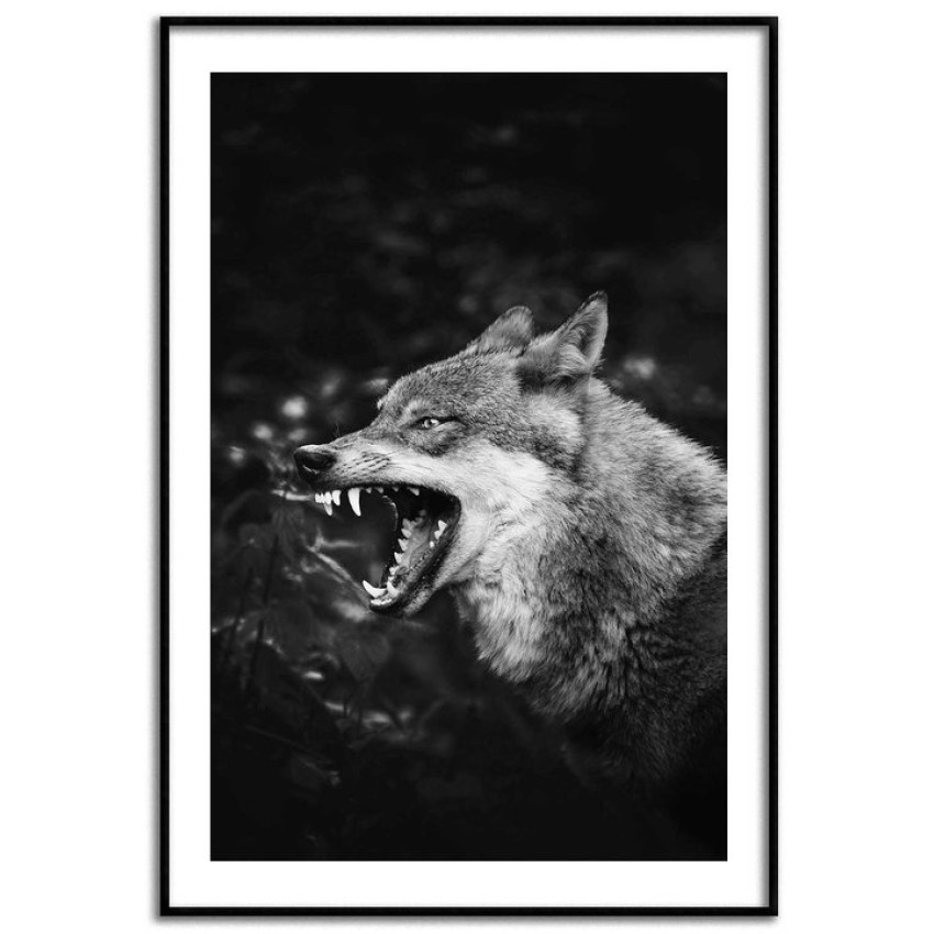 Wolf in anger - Black and white poster