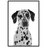Dalmatian dog - Black and white poster