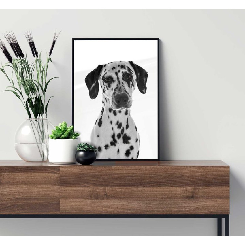 Dalmatian dog - Black and white poster
