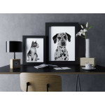 Dalmatian dog - Black and white poster