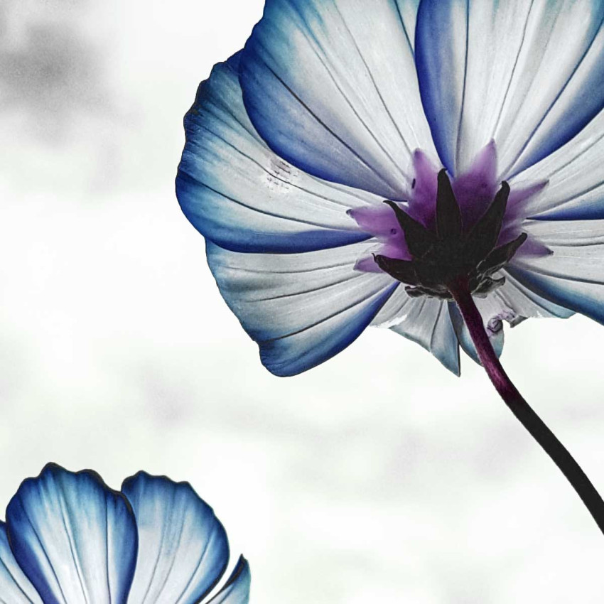 Blå blommor - Enkel växtposter