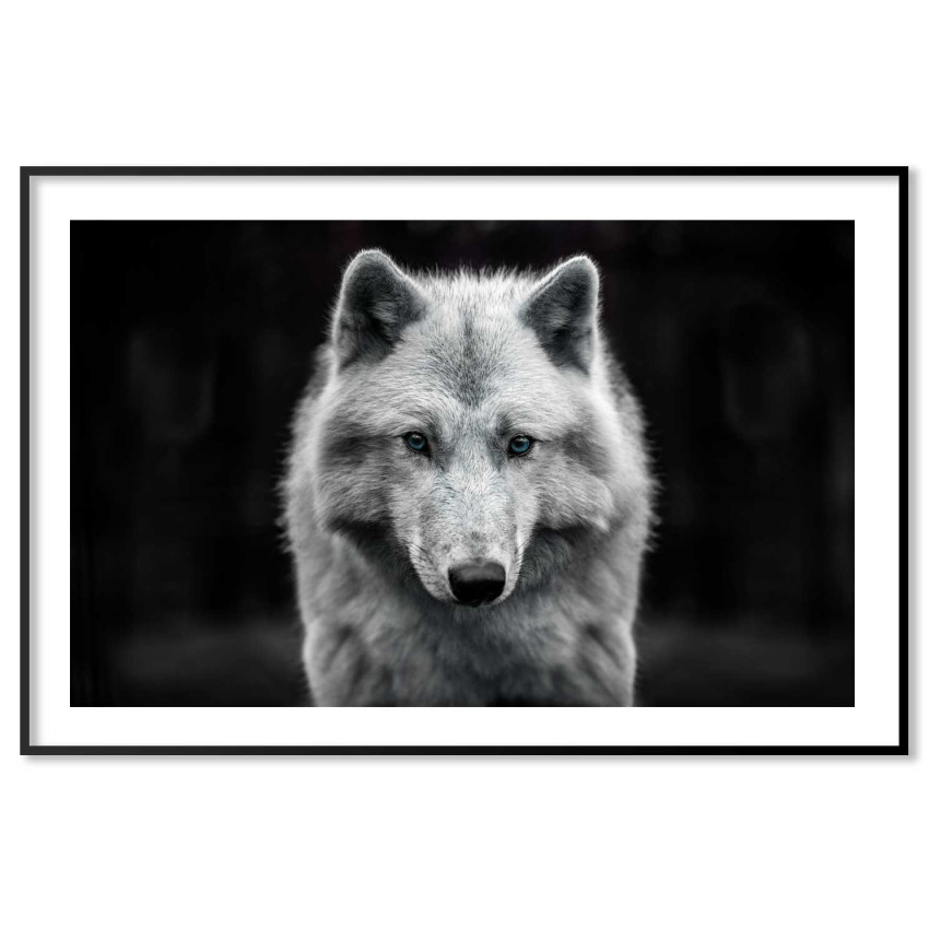 Varg med bl&aring; &ouml;gon - Svartvit poster A3