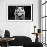 Varg med bl&aring; &ouml;gon - Svartvit poster A3