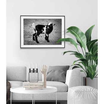 African tiny goat - Poster