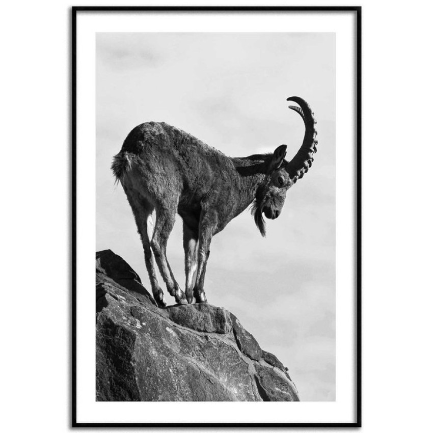 Ståtlig stenbock - Svartvit tavla