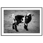 African tiny goat - Poster