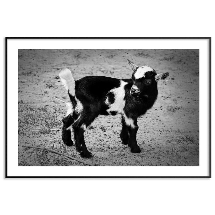 African tiny goat - Poster