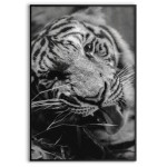 Tiger - Simple Poster