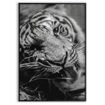 Tiger - Simple Poster