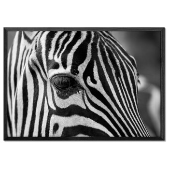 Zebra Close Up - Black and White Poster