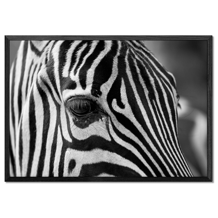 Zebra Närbild- Svartvit Poster