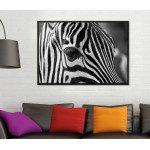 Zebra Närbild- Svartvit Poster