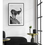 Ståtlig stenbock - Svartvit tavla