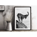 Ståtlig stenbock - Svartvit tavla