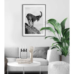 Ståtlig stenbock - Svartvit tavla