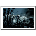 Exotic fish - Elegant poster