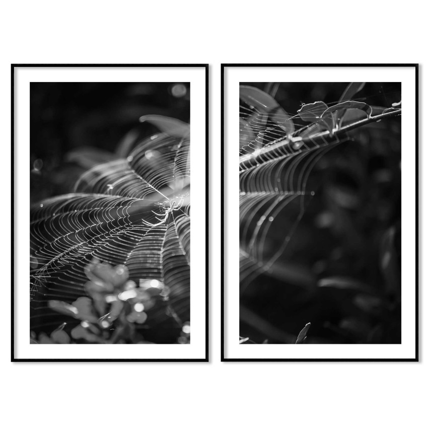 Vackert spindeln&auml;t 50x70cm x 2 svartvita posters