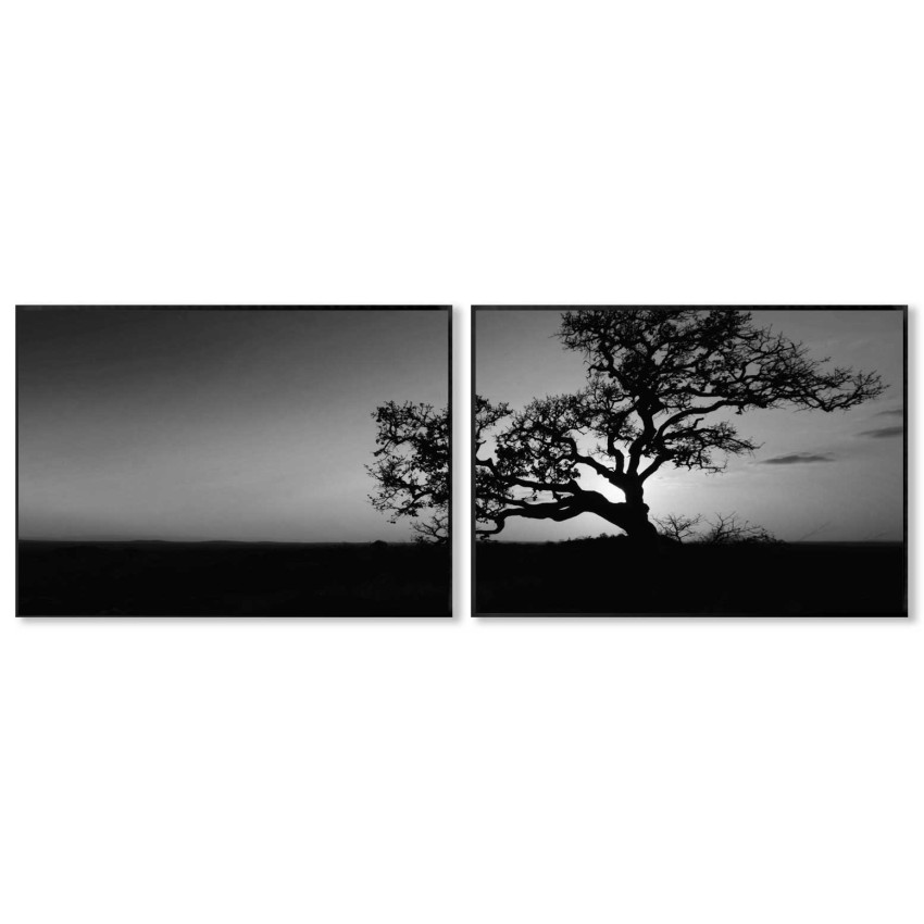 African Akacia Tree - Big Black and White Poster in Two Pieces