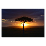 African Akacia Tree - Big Poster