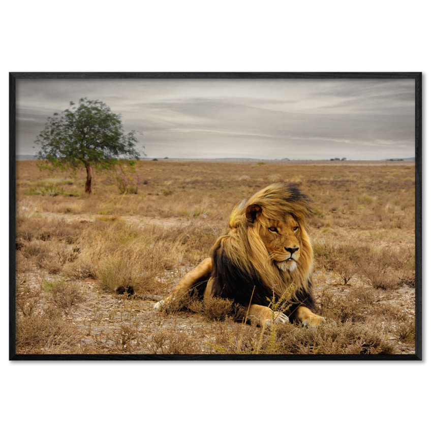 African Lion - Poster