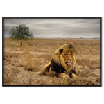 African Lion - Poster